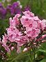 Phlox Flamingo_1